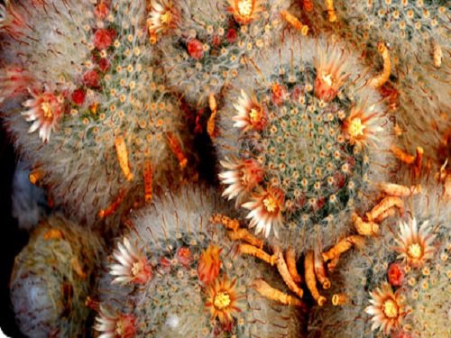 Paseo por Mexico Museo Vivo de Plantas en Asientos