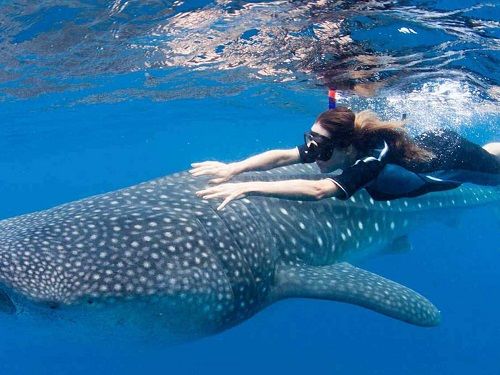 Paseo por Mexico Nado con tiburones ballena en La Paz