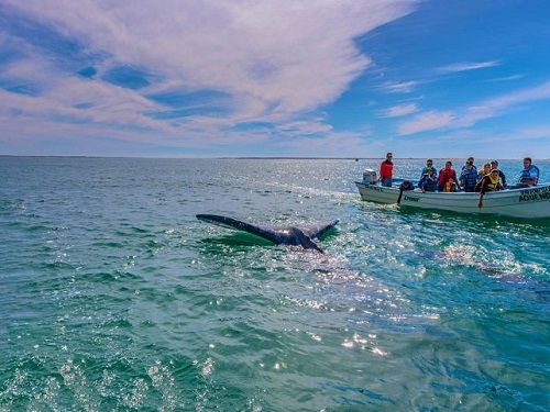 Paseo por Mexico Avistamiento De Ballenas en Loreto