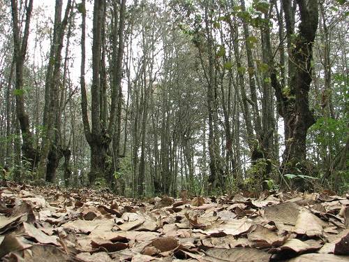 Paseo por Mexico Reserva Huitepec en San Cristóbal de las Casas