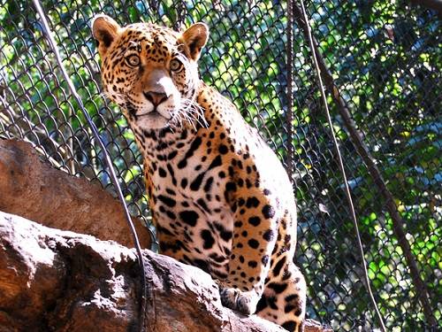 Paseo por Mexico Zoológico Miguel Álvarez del Toro en Tuxtla Gutiérrez