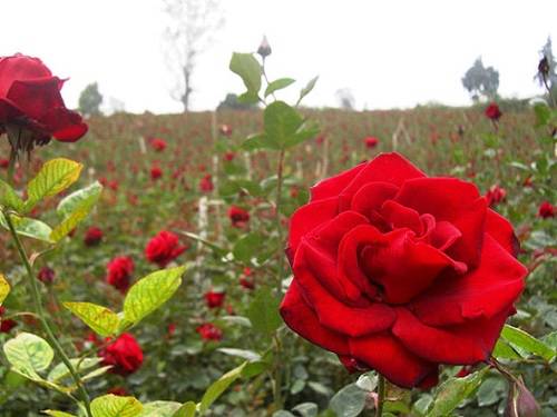 Paseo por Mexico Floricultura de Zinacantán