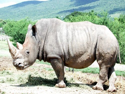 Paseo por Mexico Zoológico Zoofari en Amacuzac