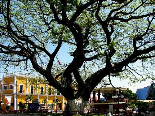 Paseo por Mexico Árbol Histórico de Parota en Ayala