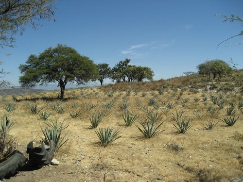 Paseo por Mexico Agaves de Mezcal en Ahuatlán