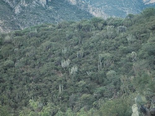 Paseo por Mexico Paisaje de Vegetación de Caltepec