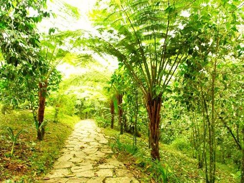 Paseo por Mexico Jardín botánico Xoxoctic de Cuetzalan del Progreso