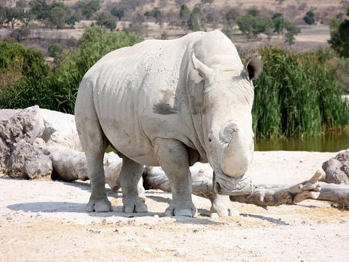 Paseo por Mexico Africam Safari en Puebla