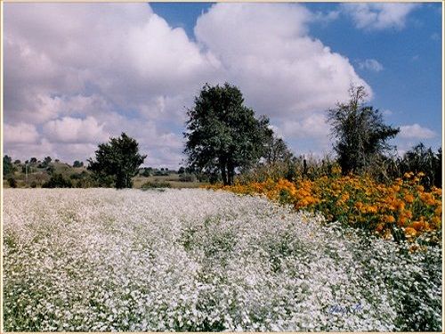 Paseo por Mexico Flores de San Nicolás de los Ranchos