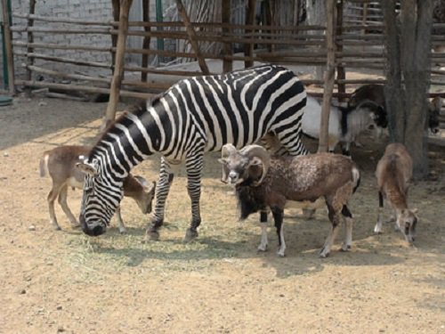 Paseo por Mexico Club de Animalitos de Tehuacán