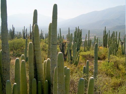 Paseo por Mexico Jardín Botánico Comunitario Helia Bravo Hollis en Zapotitlán