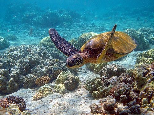 Paseo por Mexico Parque nacional Arrecife de Puerto Morelos en Benito Juárez