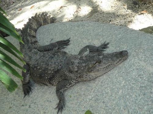 Paseo por Mexico Zoológico de Cocodrilos en Benito Juárez