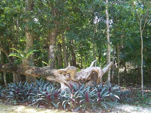 Paseo por Mexico Yaax Che Jardín Botánico Dr. Alfredo Barrera Marín