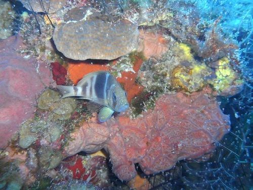 Paseo por Mexico Paraíso Sur de Cozumel