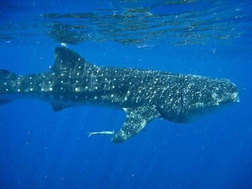 Paseo por Mexico Tiburón ballena en Isla Mujeres