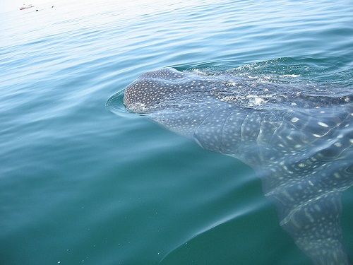 Paseo por Mexico Nado con Tiburón Ballena en Lázaro Cárdenas